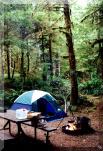 Camping in a<br>Temperate Rainforest