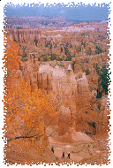 Amber Leaves at the Rim of Bryce Canyon; photo by Qin