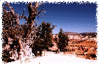 A 1600 Year-Old Bristle-Cone Pine Clings to the Ridge Near Spectra Point